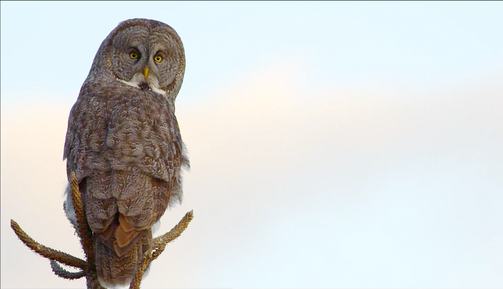 Birding in Southwest Montana highlights a variety of species