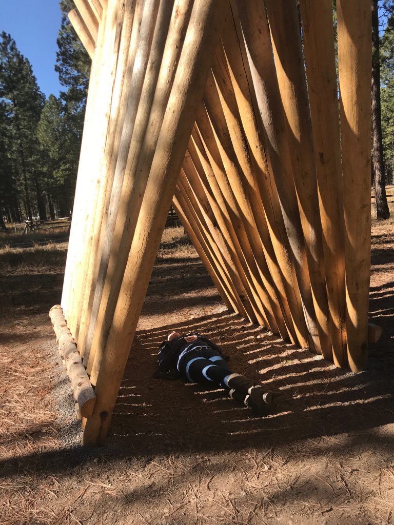 Sculpture in the Wild