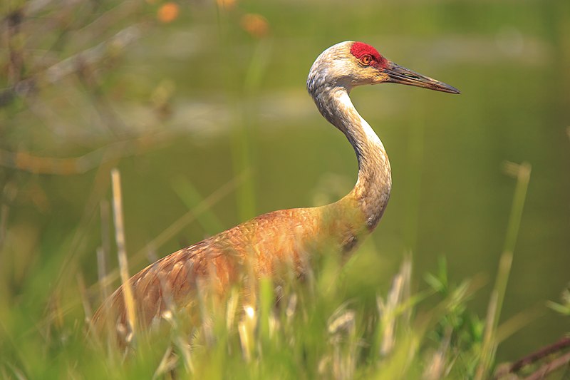 Sandhill Crane