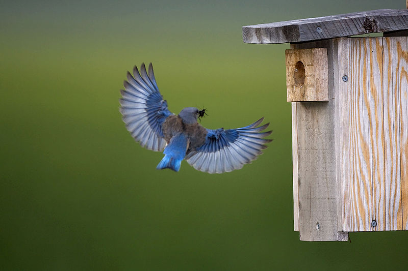 Western Bluebird
