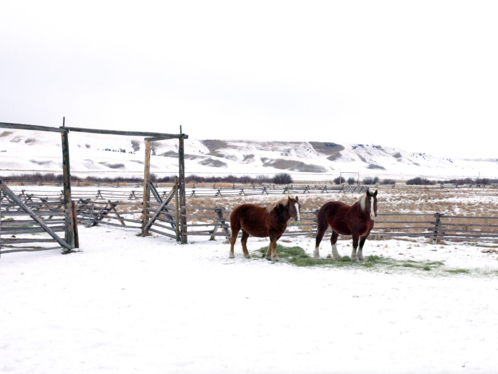 Horses at Grant-Kohrs National Historic Ranch