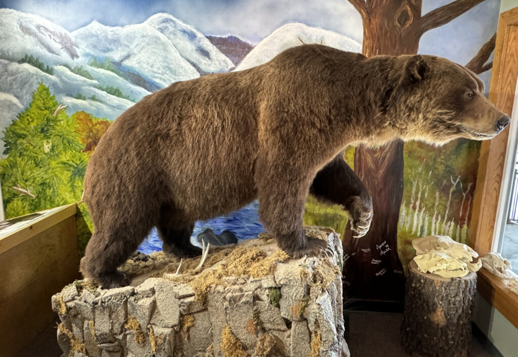The Lincoln Grizzly in his home The USFS Lincoln Montana Ranger Station