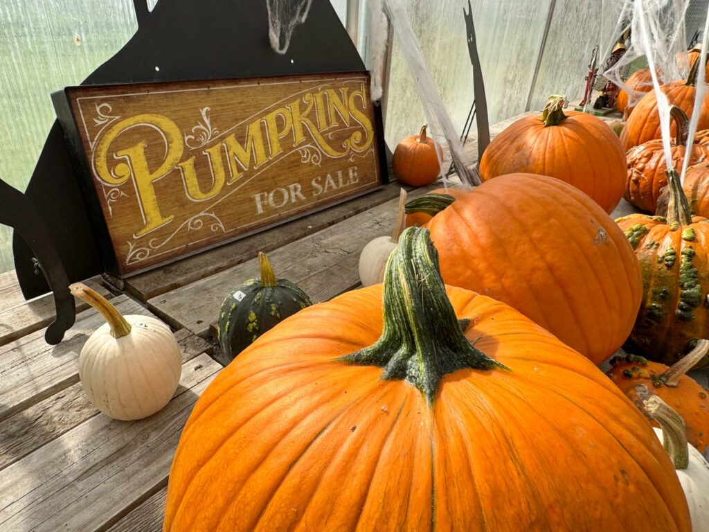 Johnson's Pumpkin Patch Helena, MT