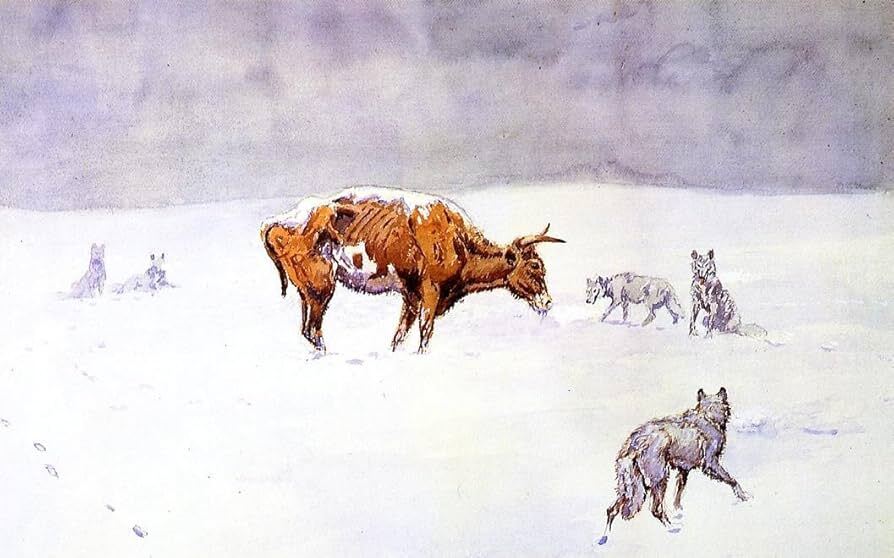 Steer surrounded by wolves