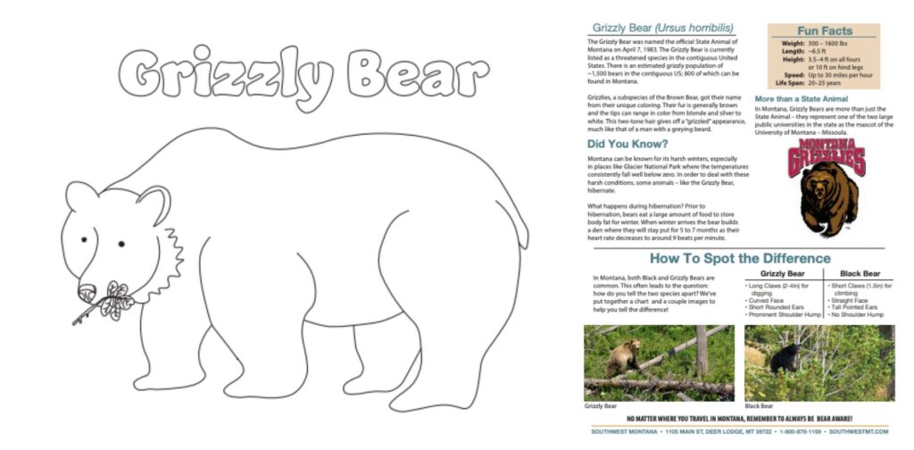 Grizzly Bear Fact Sheet and Coloring Page