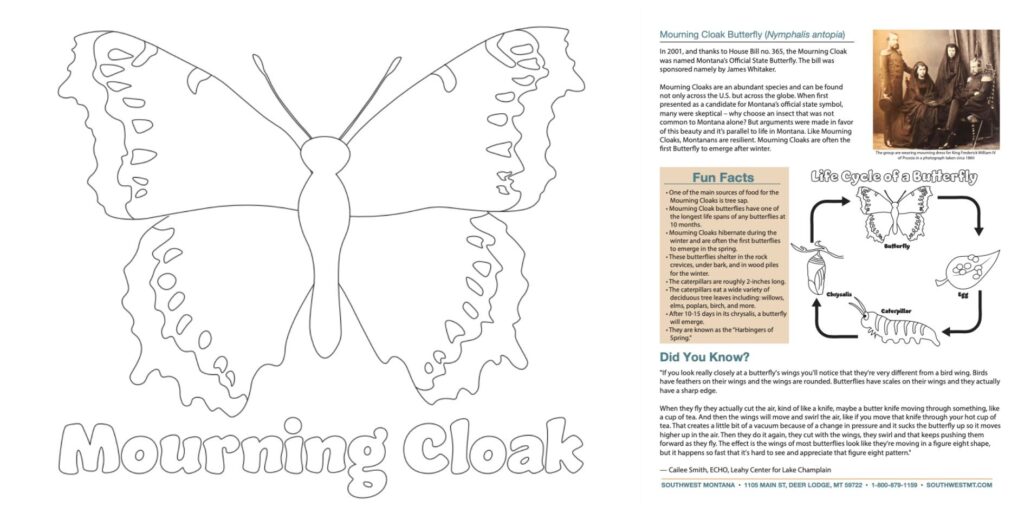 Mourning Cloak Montana State Butterfly Fact Sheet and Coloring Page