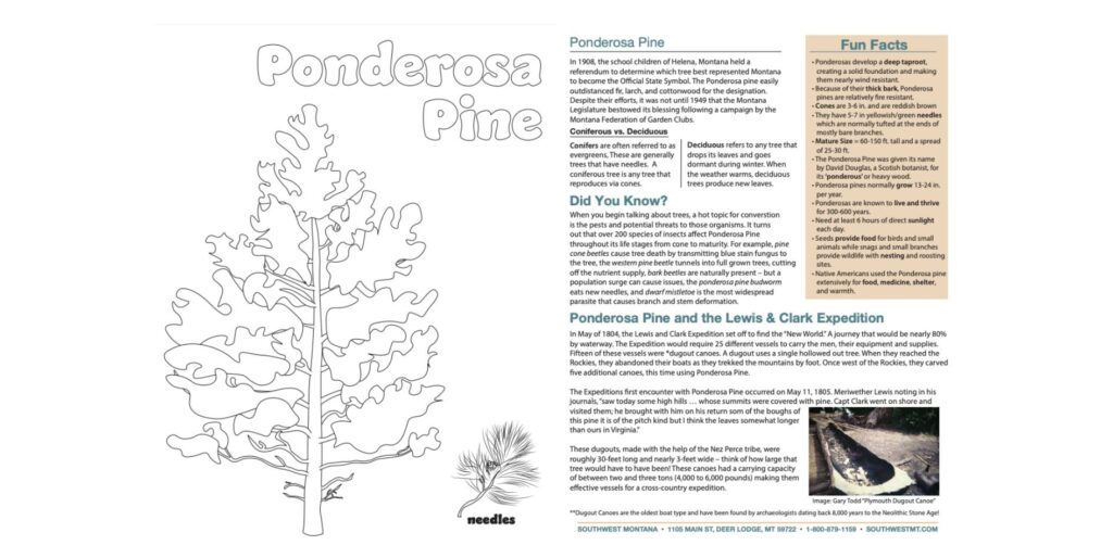 Ponderosa Pine Montana State Tree Fact Sheet and Coloring Page