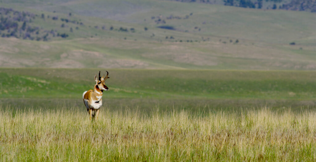 Pronghorn antelope standing alert in tall prairie grass with rolling green hills in Southwest Montana—classic Madison Valley wildlife watching scene near Ennis, perfect for Montana wildlife photography.