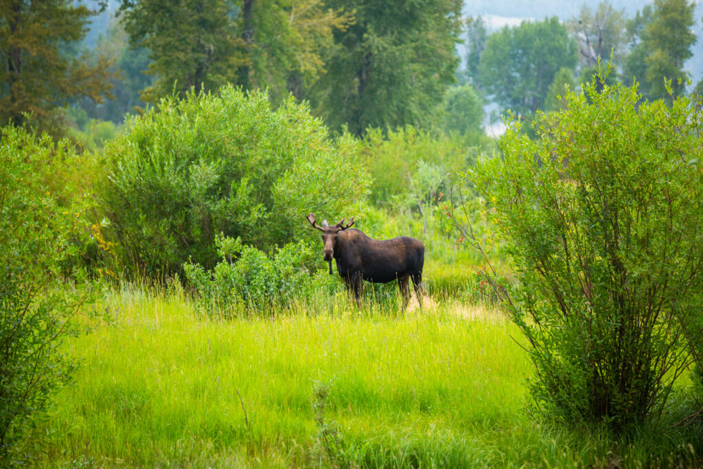 Bull moose standing in a lush willow wetland along Rock Creek near Philipsburg, Southwest Montana—framed by green shrubs and cottonwoods, a classic Montana wildlife watching scene.