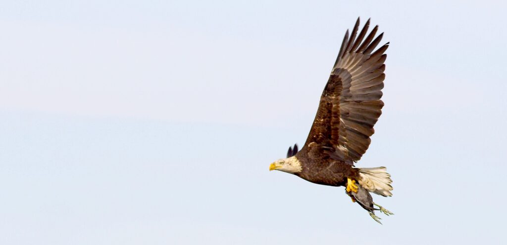 Bald eagle (adult) flying across a pale blue sky in Southwest Montana, broad wings spread and white head highlighted, gripping prey in its talons—iconic raptor scene for Montana birding, wildlife viewing, and photography.”