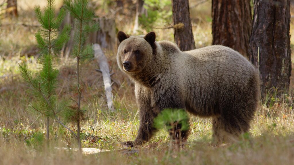 Grizzly bear in a pine forest near Lincoln, Southwest Montana—thick fall coat, alert and standing in dappled light—an iconic Montana wildlife watching moment.