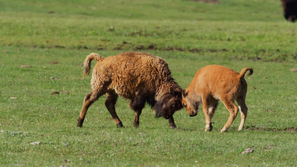Two bison calves playfully sparring head-to-head on green prairie grass in Southwest Montana—tails up, hooves braced—an iconic spring Montana wildlife watching and photography moment.