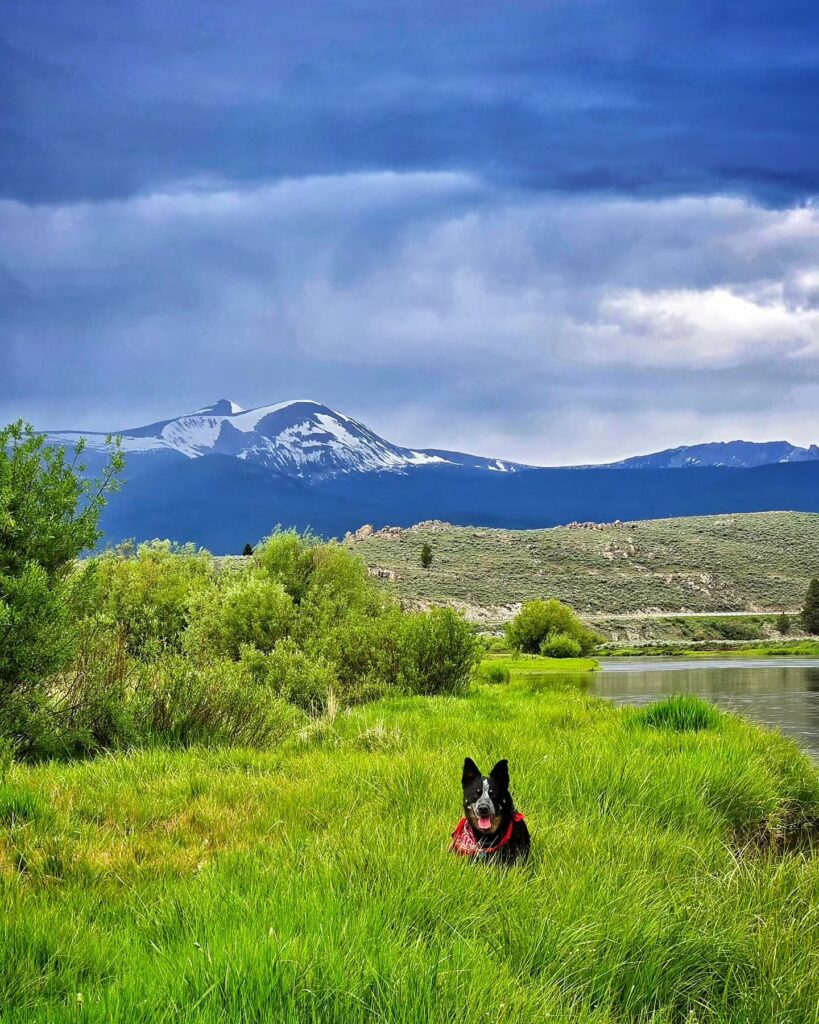 Dog enjoying the Big Hole River in Southwest Montana, a scenic river and a popular fly fishing, blue-ribbon trout stream framed by the Pintler Mountains and spring-green cottonwoods. Photo by @a.j.puckett on Instagram.