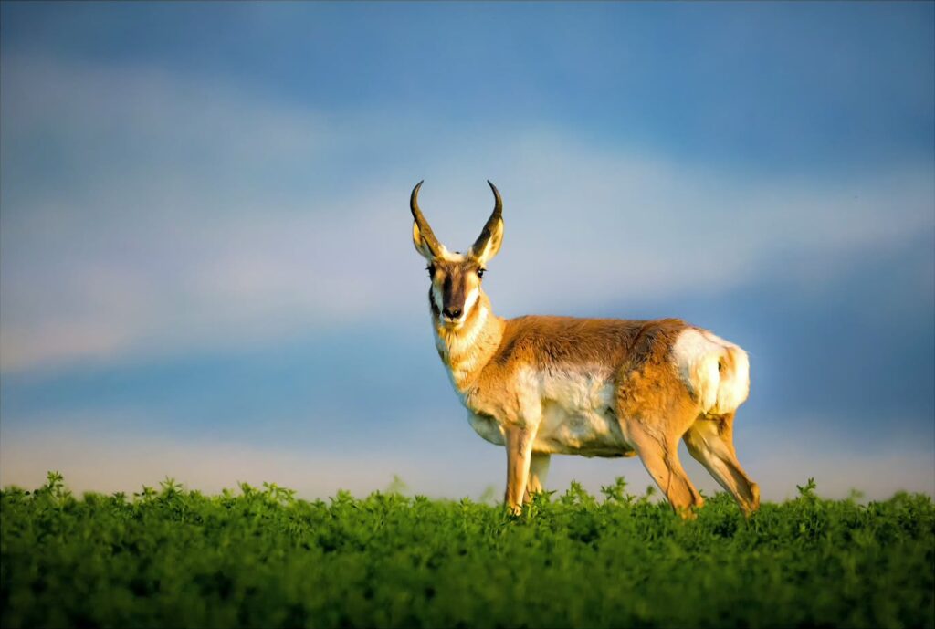 A pronghorn, often called an antelope, with curved horns stands in a green meadow near Helena, Montana, a classic wildlife viewing scene in Southwest Montana. Photo by @scruffaluffagus.snapshots on Instagram.
