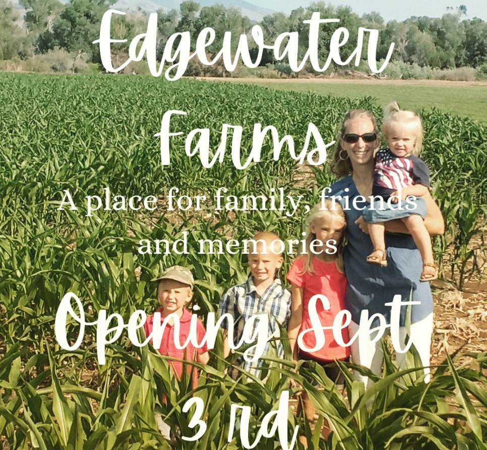 Edgewater Farms Corn Maze