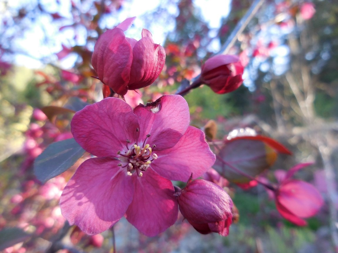 Mother's Day at Tizer Gardens