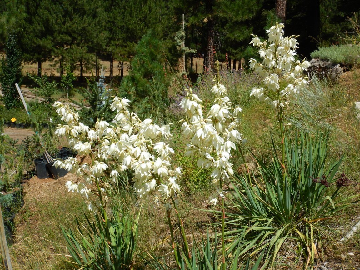 Mother's Day at Tizer Gardens