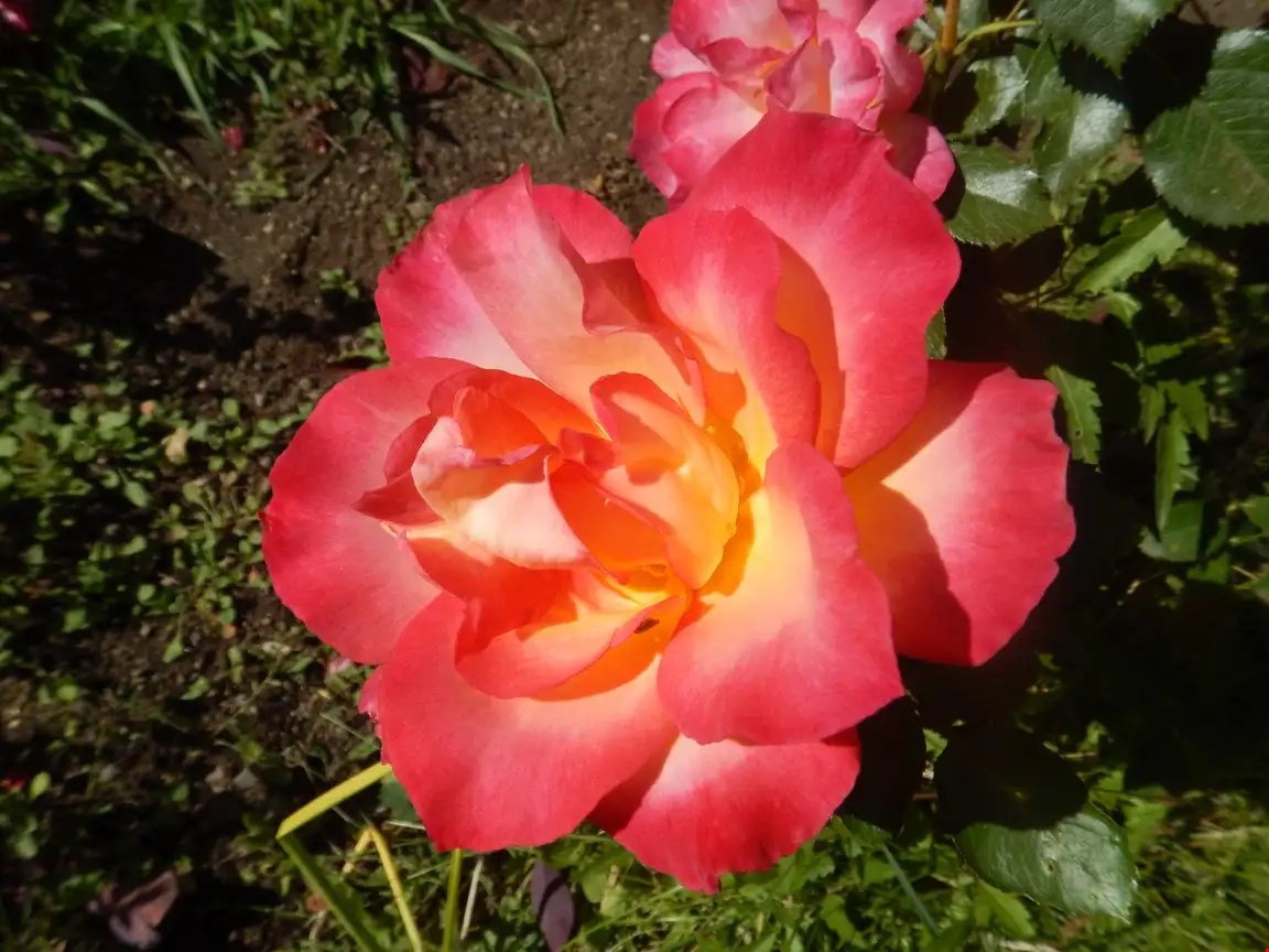 Father's Day at Tizer Gardens