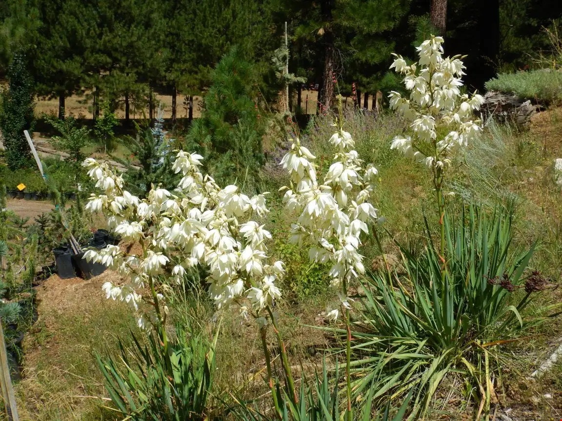 Father's Day at Tizer Gardens