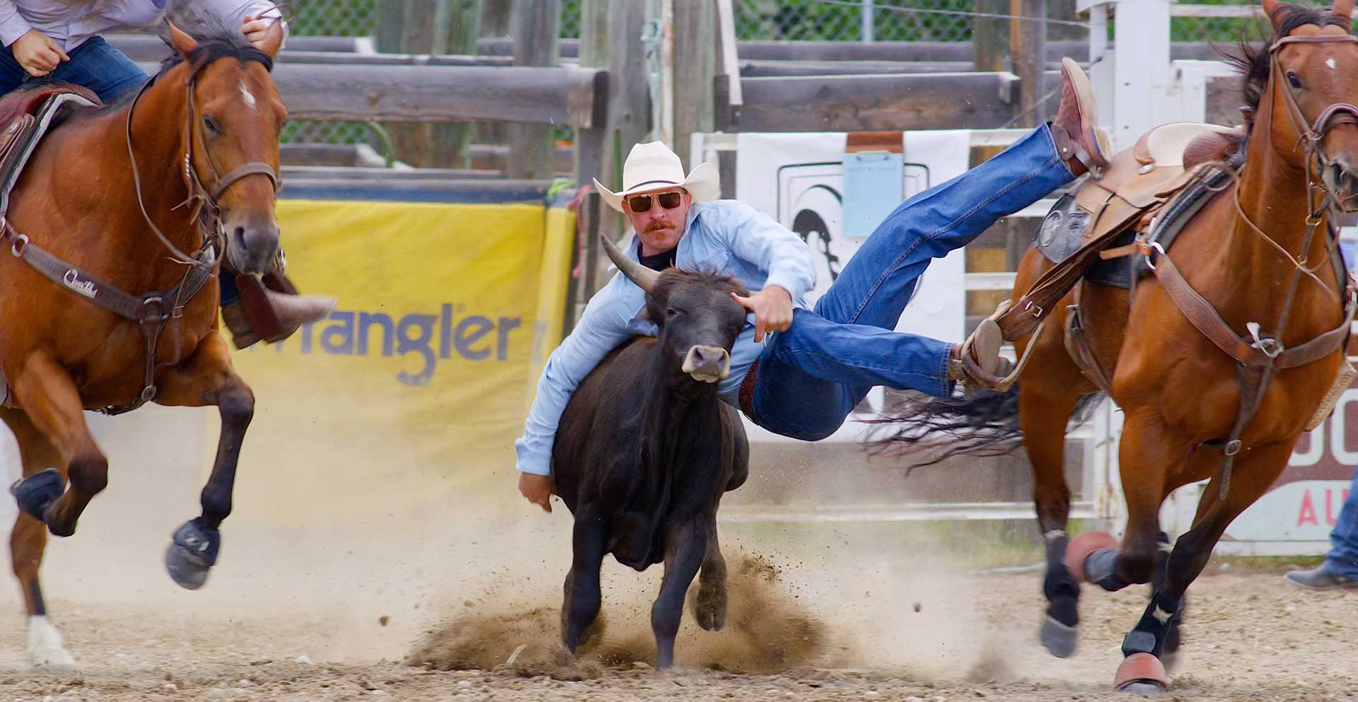 Steer Wrangling in Augusta Rodeo